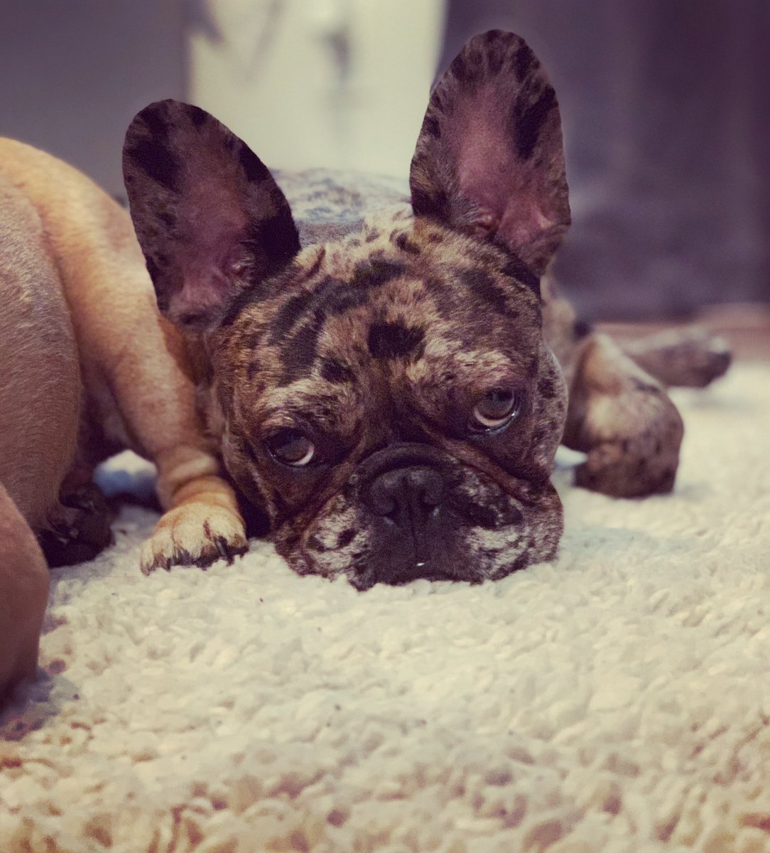 kingdomfrenchie's tweet photo. 🐶🐾❤️ https://t.co/FbUkBRYmCa