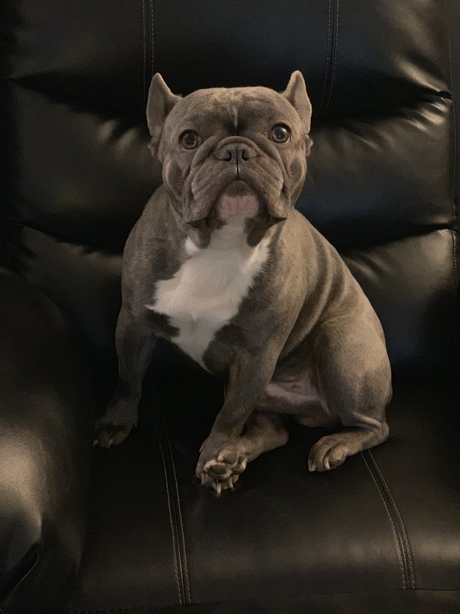 kingdomfrenchie's tweet photo. 🐶🐾❤️ https://t.co/FbUkBRYmCa