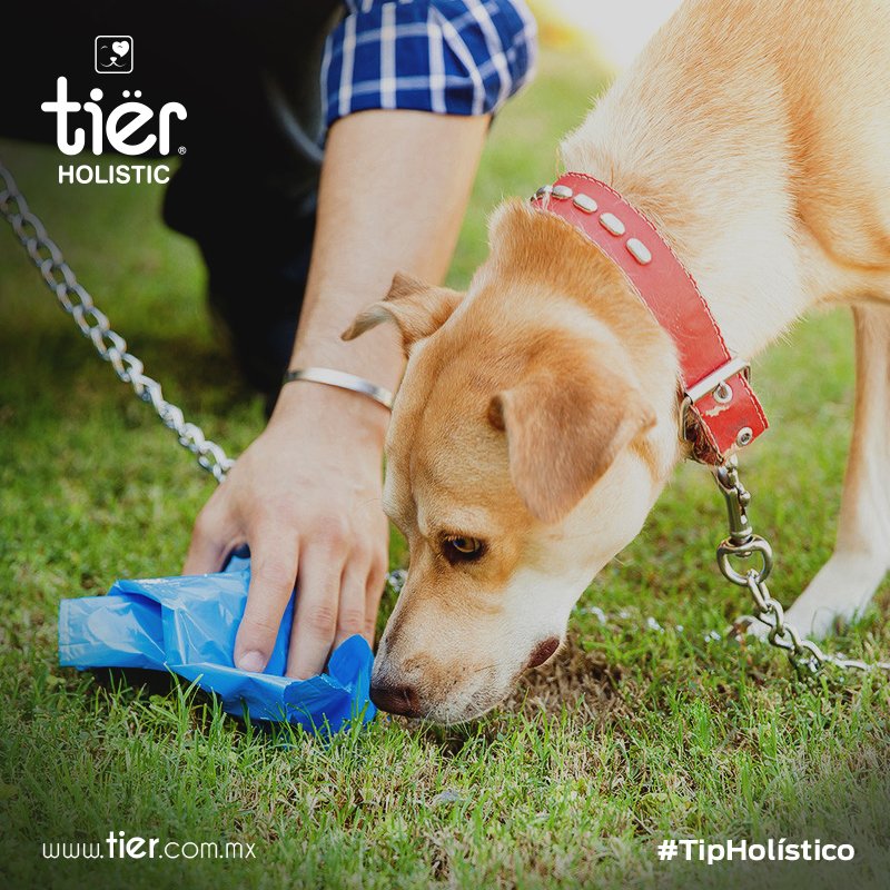 tierholistic's tweet photo. Recuerda llevar contigo bolsas para recoger las heces de tu mascota. La limpieza es tarea de todos. #TipHolístico https://t.co/PrMgbD6vkT