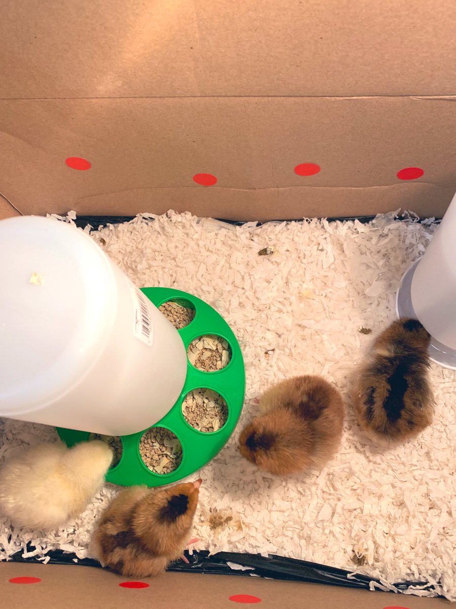 We LOVED getting to play with the baby chicks in speech today! We talked about the way the felt, what colors they were, and learned about their life cycle! 🐣💐💕@KatyISDSPED <a href="/Golbowtweets/">Golbowtweets</a> #speechies #slp