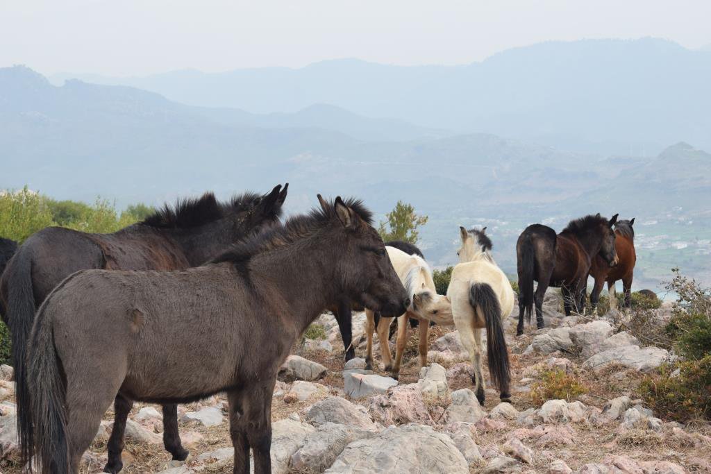 kamranisbest's tweet image. Lahori Bakray near Khanpur KPK #Lahore #FoodRevolution #FoodTech
