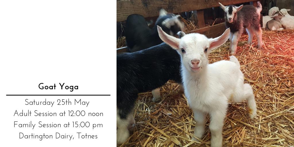 Kid goat cuddles guaranteed, along with epidemic proportions of smiling. These fun and therapeutic sessions combine the physical and emotional benefits of yoga, laughter and animal therapy buff.ly/2J2f6RU🧘‍♀️🐐 #goatyoga #babygoats #totnes <a href="/Dartington/">Dartington</a> <a href="/DartingtonDairy/">Dartington Dairy</a>