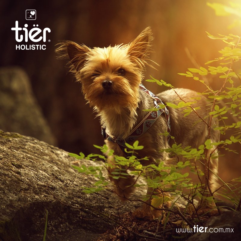 tierholistic's tweet photo. Cuando tu mascota come #TierHolistic, se nota. https://t.co/RR9Gpe8XtH