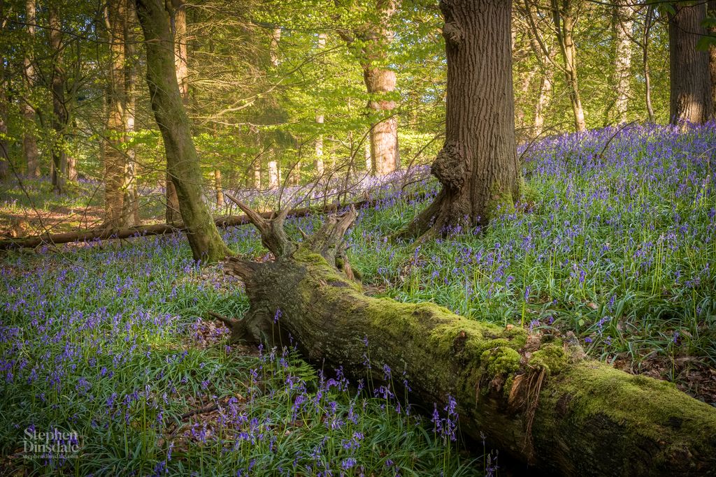 Some beautiful #Yorkshire bluebells 💜📷 #trees #nature #EarthCapture @BBCSpringwatch #UK @EarthandClouds #woodland #bluebells #BoltonAbbey #landscapephotography @FujifilmX_UK #fujifilm_xseries