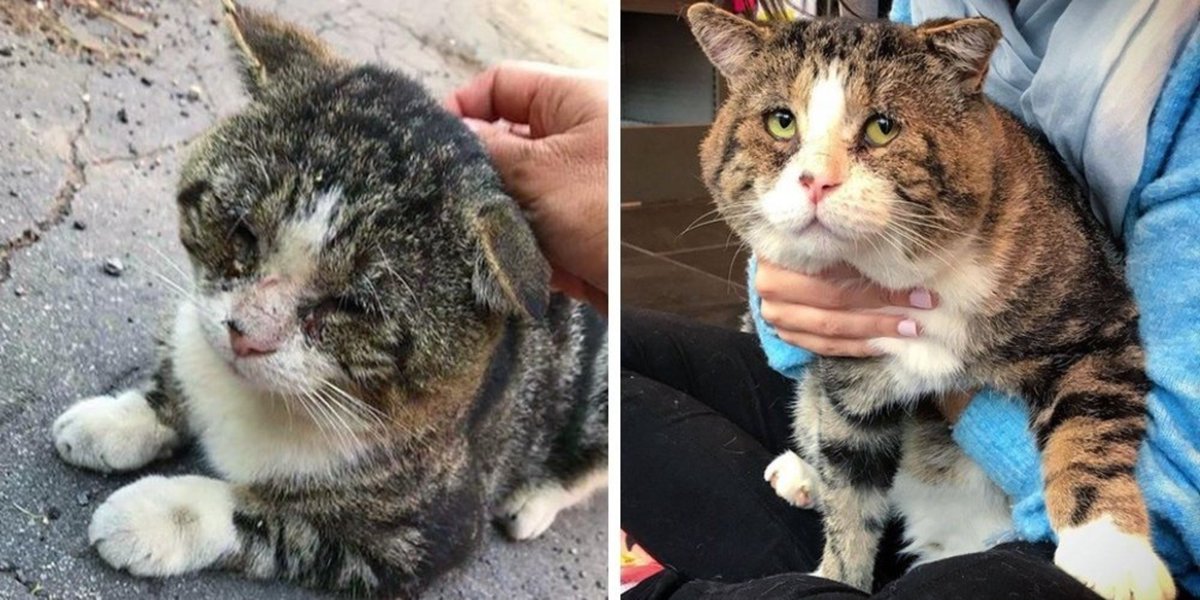 Cat who wandered the streets for years, is finally warm and can't stop purring. See full story and video: lovemeow.com/cat-streets-wa…