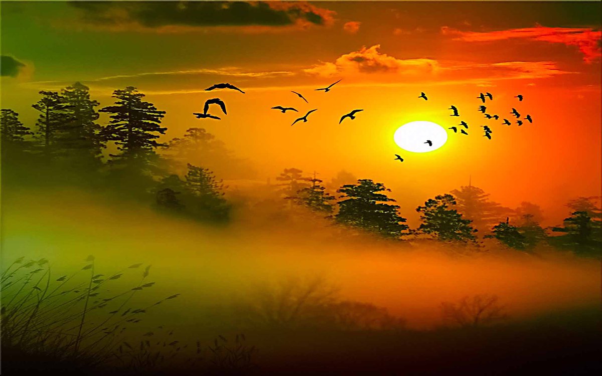 Песня солнце в небе птички пели. Утро солнце птицы. Утренний рассвет с птицами. Птица солнца. Солнце птички.