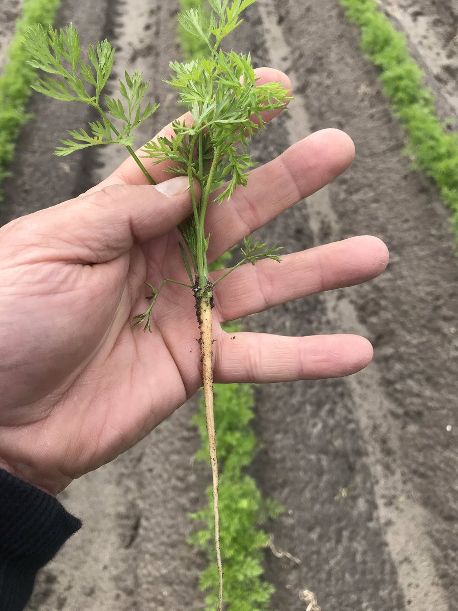RobvandenBos's tweet photo. Vroeg gezaaide #wortelen voor Juli oogst van het #Bpeen ras #Norway van @BejoZaden op Zuid-Beveland #Zeeland #oogst19 #akker #peen https://t.co/2wlDfYOSTn