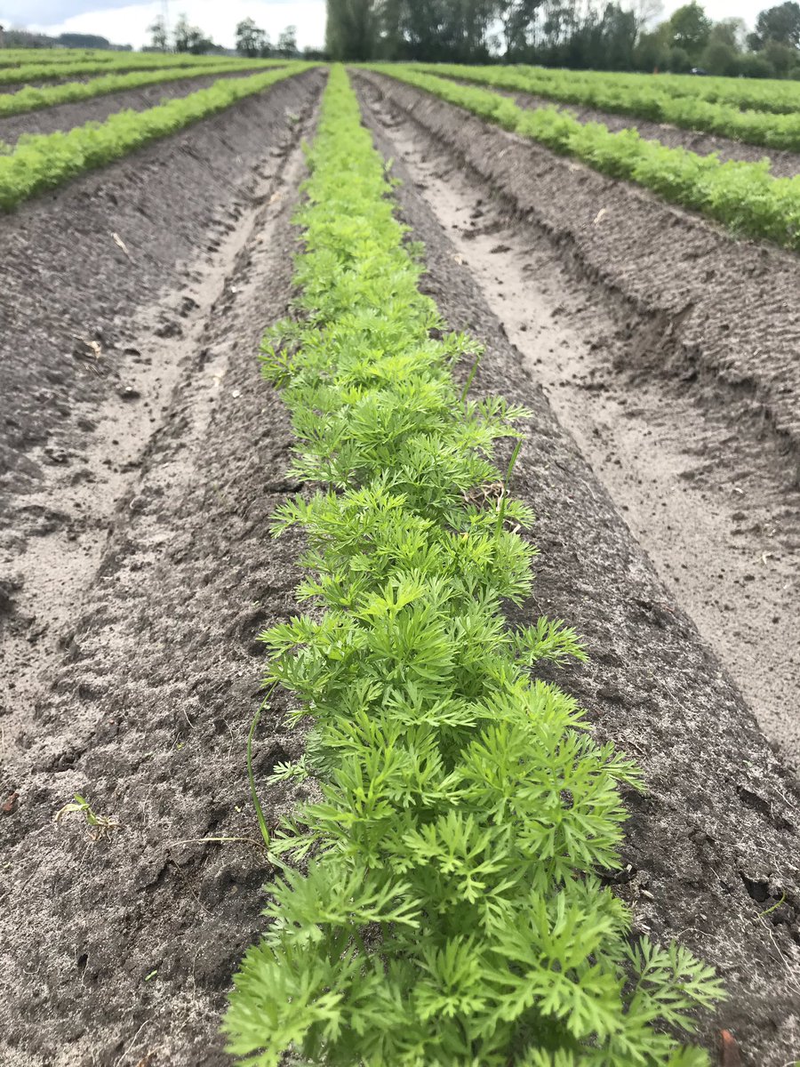 RobvandenBos's tweet photo. Vroeg gezaaide #wortelen voor Juli oogst van het #Bpeen ras #Norway van @BejoZaden op Zuid-Beveland #Zeeland #oogst19 #akker #peen https://t.co/2wlDfYOSTn