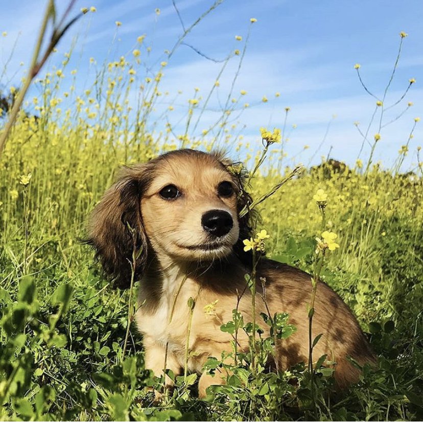 PetSmart tweet media