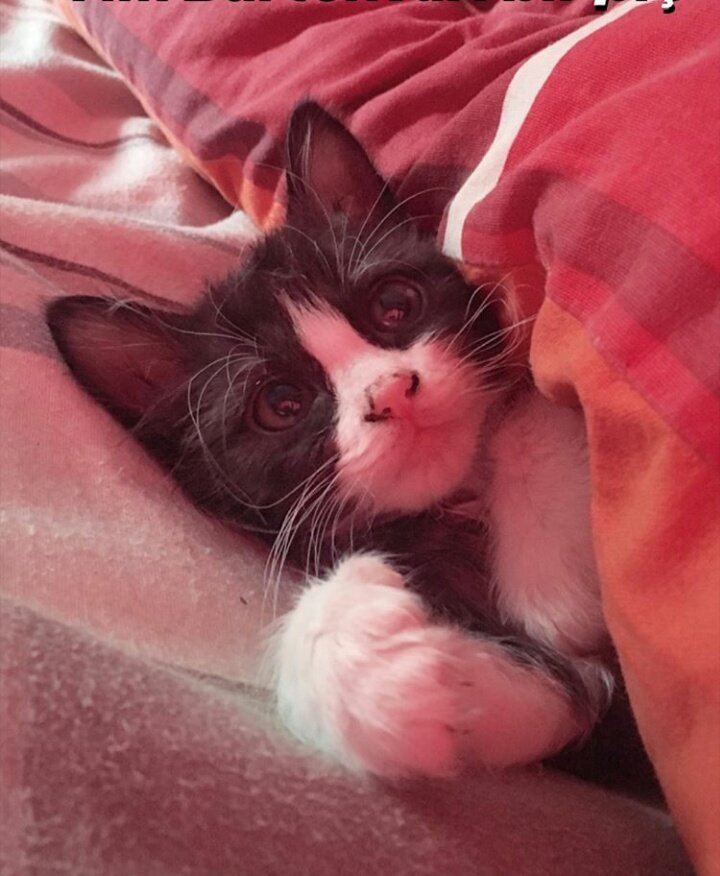 Slywester in real life...