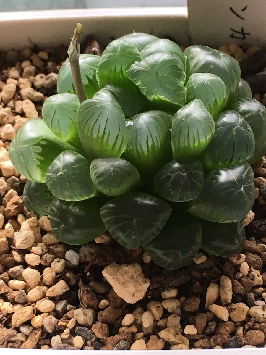 トゥルンカータ