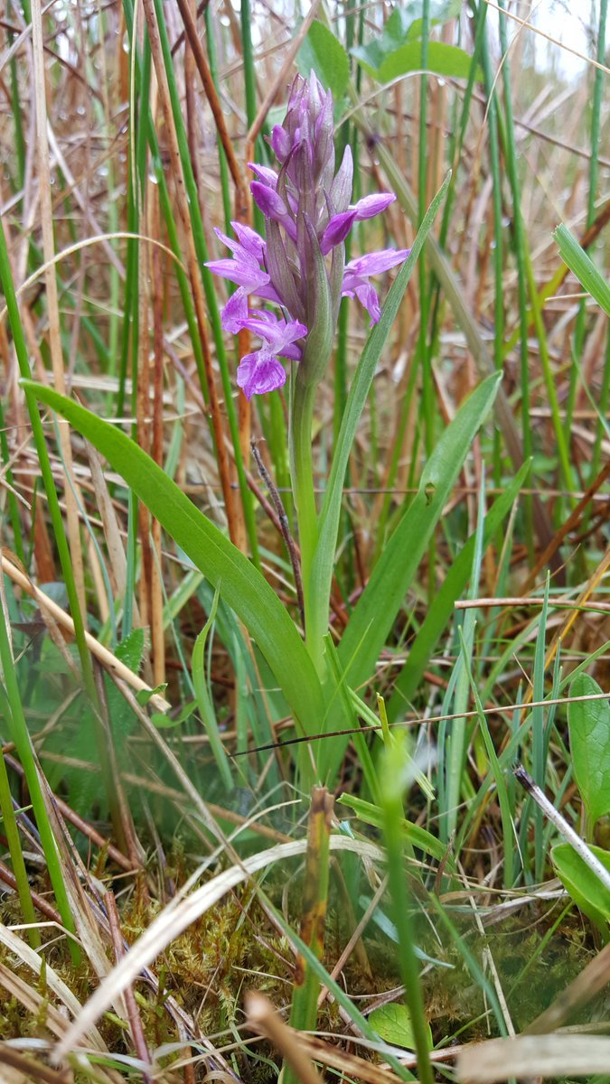 oakleyG12's tweet image. Still finding it hard not to think of this as D. traunsteri &amp;amp; look what it's growing with @ukorchids @BSBIbotany