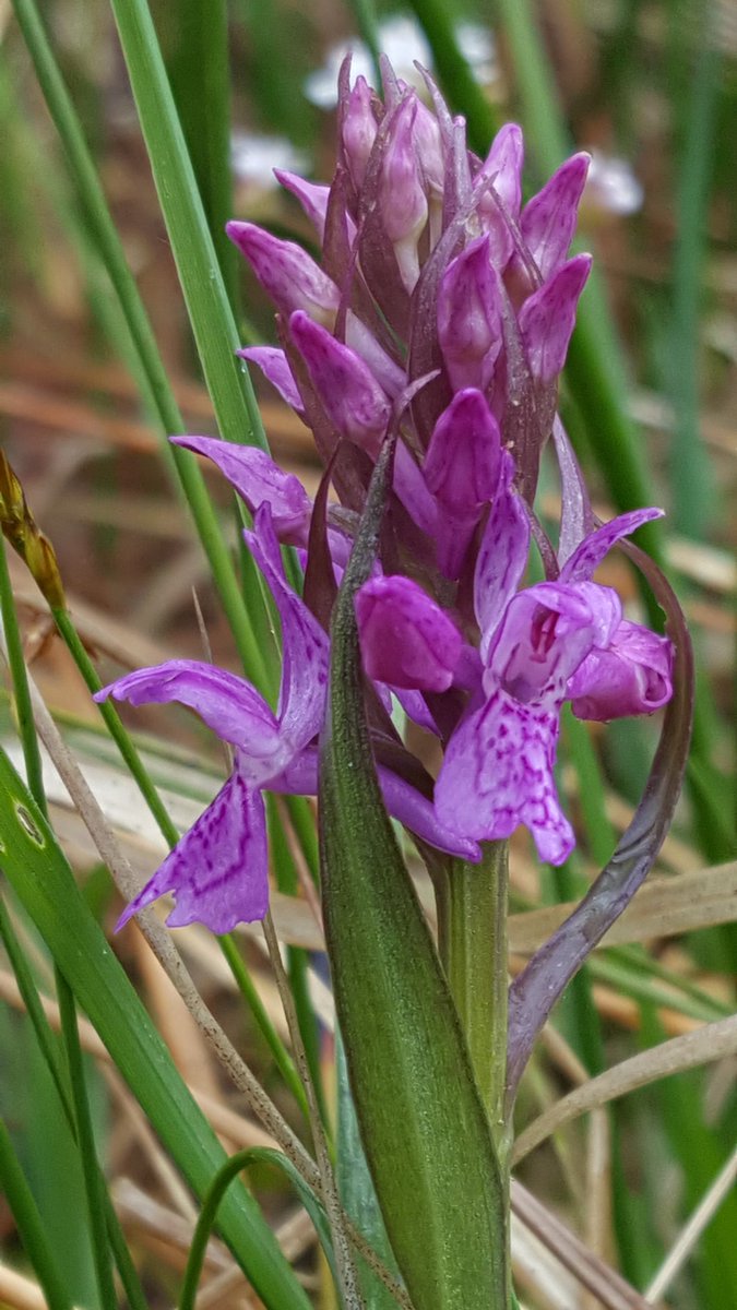 oakleyG12's tweet image. Still finding it hard not to think of this as D. traunsteri &amp;amp; look what it's growing with @ukorchids @BSBIbotany