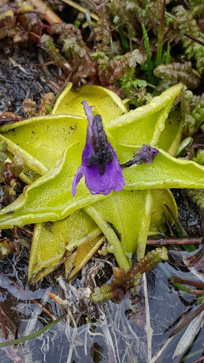 oakleyG12's tweet image. Still finding it hard not to think of this as D. traunsteri &amp;amp; look what it's growing with @ukorchids @BSBIbotany