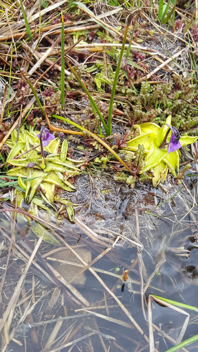 oakleyG12's tweet image. Still finding it hard not to think of this as D. traunsteri &amp;amp; look what it's growing with @ukorchids @BSBIbotany