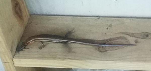 jsq's tweet photo. Good Lizard 2018-05-08 https://t.co/XUkNyp8P0p https://t.co/r0FxQQB2C2