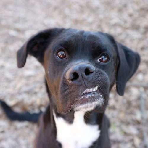 proalbani's tweet photo. ❕ Nadie lo quería por su rareza, pero él demostró lo que se escondía detrás de esa carita torcida
🔗 Míralo aquí: https://t.co/8cpXNaWURz
#Difunde en #LealesOrg y #adopta para #AdoptaNoCompres
O #SeBusca #perro o #gatos; #perdido o #encontrado

Para  algunas personas solo un… https://t.co/7dsSeL6Y5t