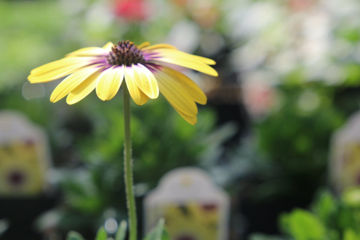 SquareDealSD's tweet image. Now that winter has (finally) ended, we're craving blue skies and bright flowers. If you're a green thumb or a flower fanatic, you'll want to tune in to next week's issue. aberdeennews.com/thesquaredeal/…