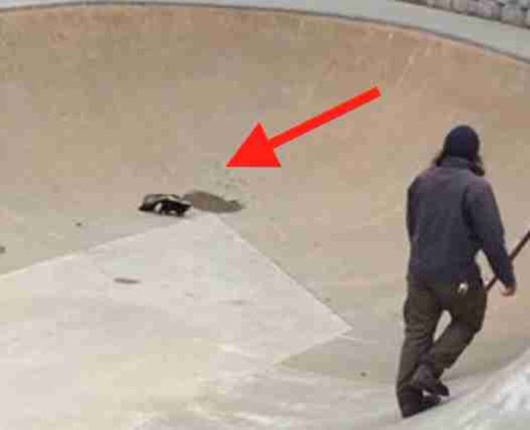 proalbani's tweet photo. ❕ Unos policías idean la mejor manera de rescatar a una criatura atrapada en una pista de patinaje
🔗 Míralo aquí: https://t.co/VtW68wYqTW
#Difunde en #LealesOrg y #adopta para #AdoptaNoCompres
O #SeBusca #perro o #gatos; #perdido o #encontrado

Para nadie es un secreto que … https://t.co/tGXOfK8E7T