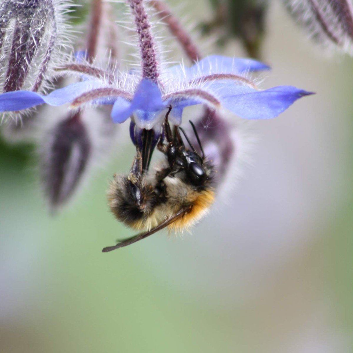 rossotron's tweet image. This Common carder doing it's best to save our planet without even realising whilst the Common human does it's best to fuck up the planet whilst knowing exactly what it's doing.

#mindthelanguage #bees #bumblebees #pollinators #conservation #nature #insects