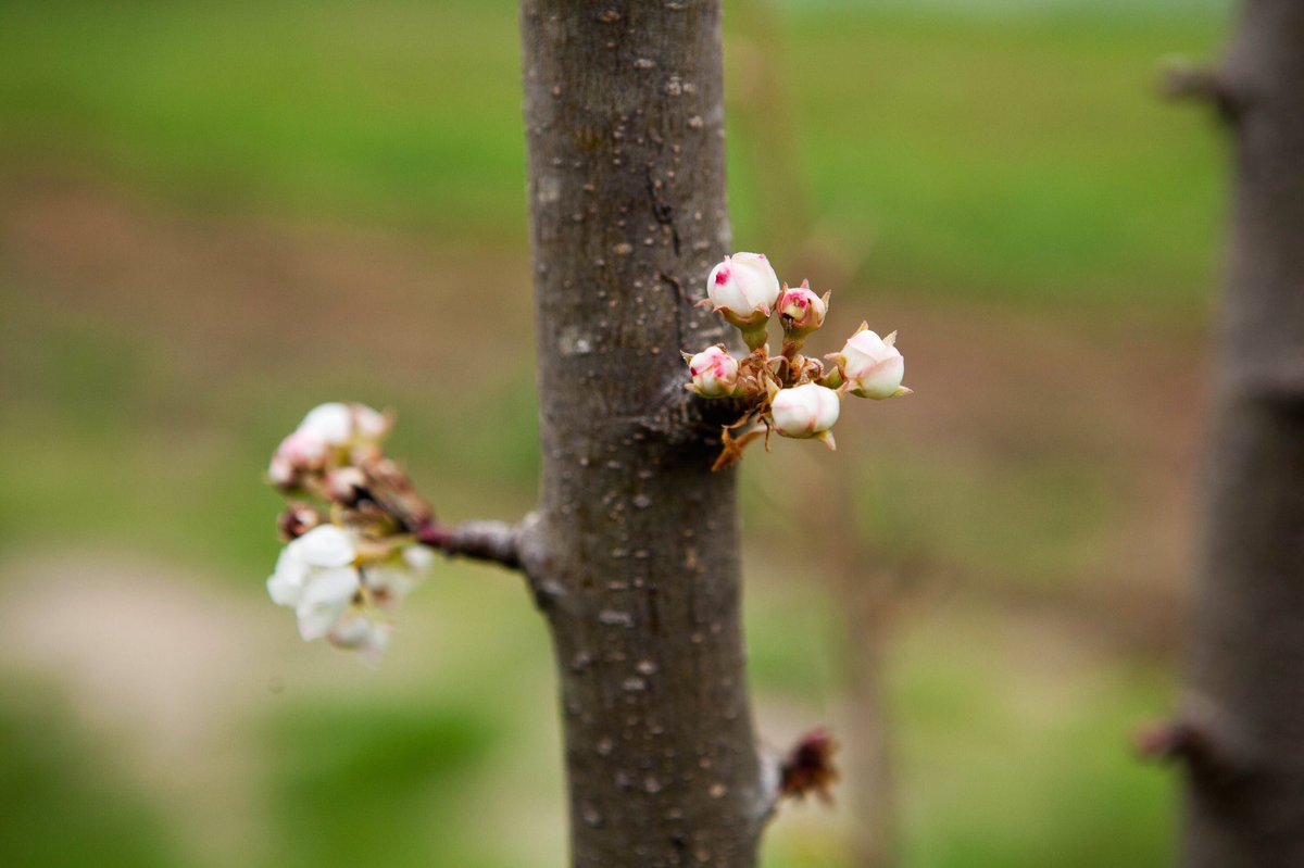 “The thing about Spring is: no matter what you’re doing, you’re sure to be greeted by an overwhelming sense that life all around, including your own, is being renewed.” Read and enjoy the Spring Newsletter. #blackberryfarm #springnewsletter #spring
bit.ly/BFSpringNews