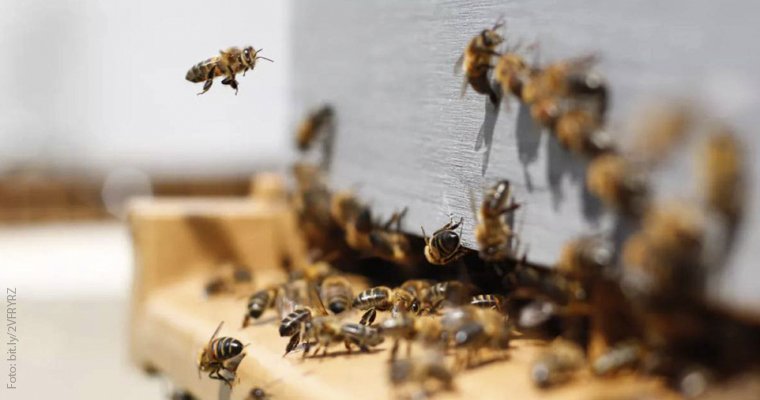 FMVZUNAM's tweet photo. #GacetaUNAM | En un artículo publicado en Science Advanced, investigadores australianos demostraron la capacidad cognitiva de las abejas. Lee la nota completa aquí > https://t.co/bArRZB0Ds2 https://t.co/DOtVSte1n3