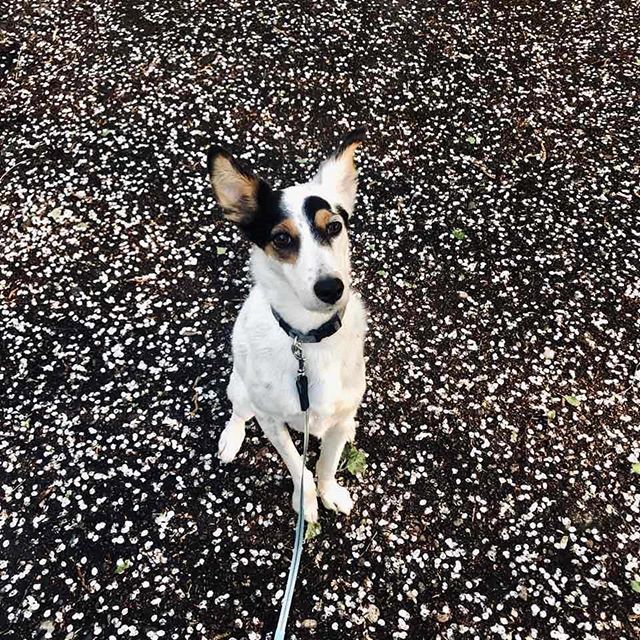 DoEle_'s tweet photo. Pipa in bloom ❤
#foxterrier #puppy #eveningwalk #spring #misspipa #pasivaiksčiojimas #foksterjeras #pavasaris #doele https://t.co/EaSHYS90i9 https://t.co/EdaNvfZGdN