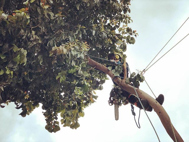 Avocado Tree Removal. Tree was topped, lions tailed then huge limb failures on the house. #cpandsonstreeservice #arboleros #trepadores #arborists #westlosangeles #santamonica #venice #culvercity #brentwood #beverlyhills #cheviothills #beverlywood #westwood #playavista #playa…