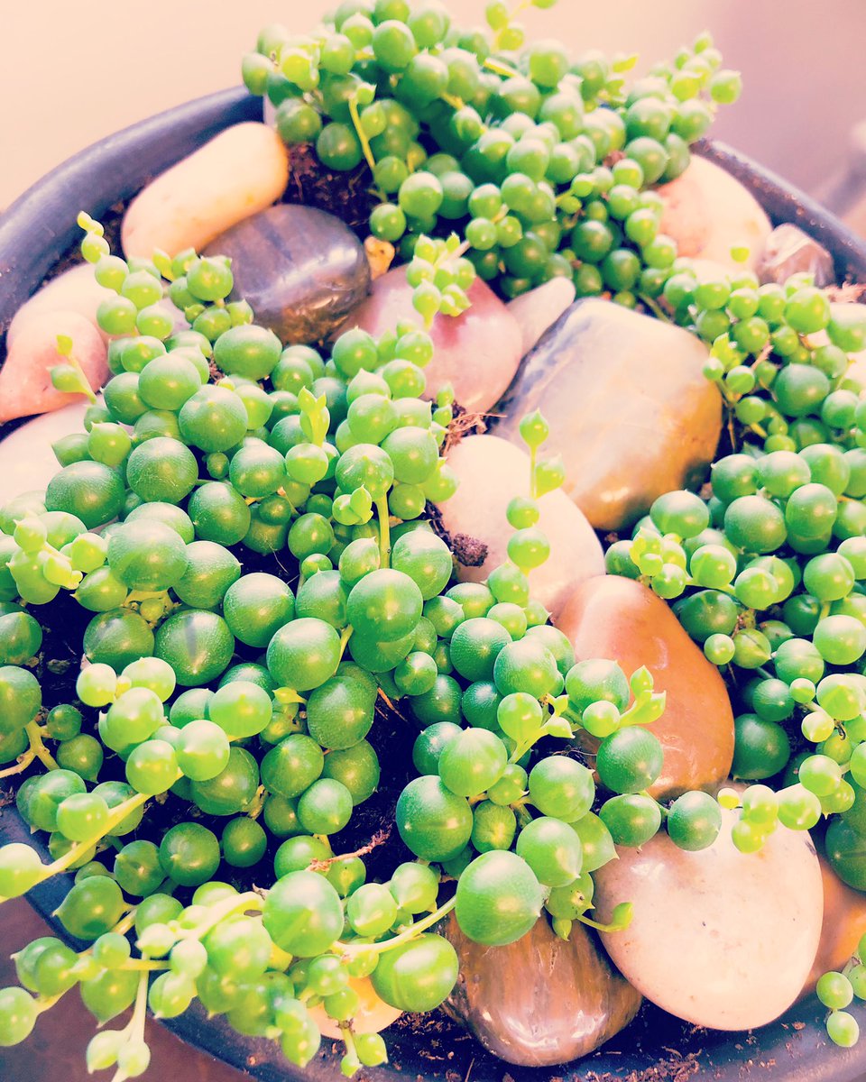 tulaartstudios's tweet photo. Made a terrarium with my favourite succulent. This succulent is called ‘string of pearls’. What’s your favourite plant? 

#succulents #terrarium #workshop #workshops #diy #diyworkshop #diyworkshops #diyworkshopstudio #yycworkshop #yycworkshops #calgaryworkshops #yyc #calgary #fun https://t.co/qZPGKFINxn