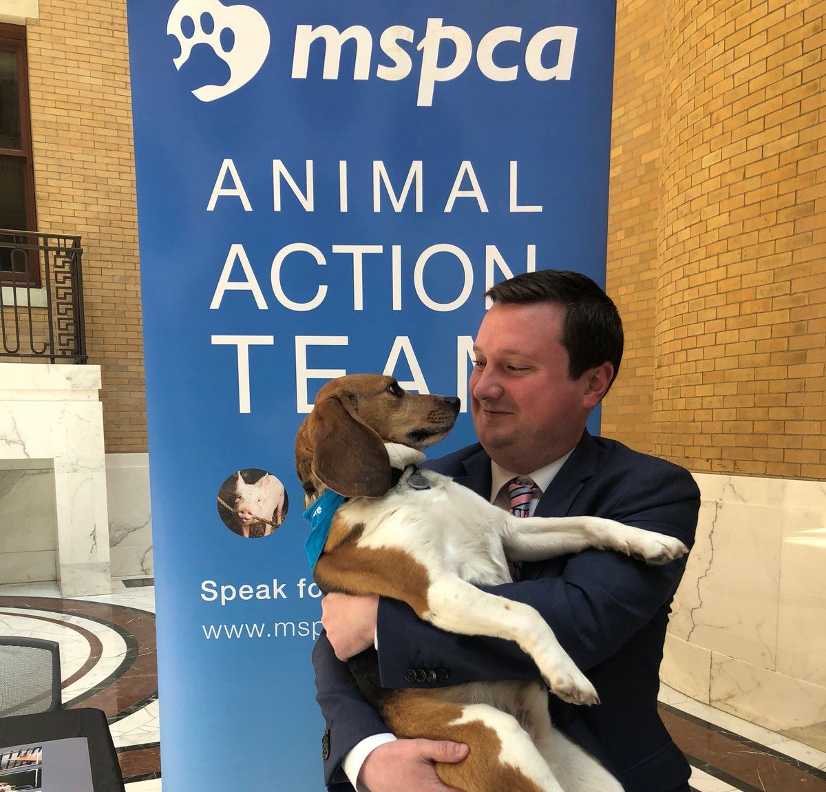Say hello to Louie, a 4 year old beagle rescued from laboratory experimentation. Happy to be in support of legislation that aims to protect Louie and animals like him (S.534 &amp; S. 505). Animals deserve the chance to live in a home, be loved, and be treated with dignity. #mapoli