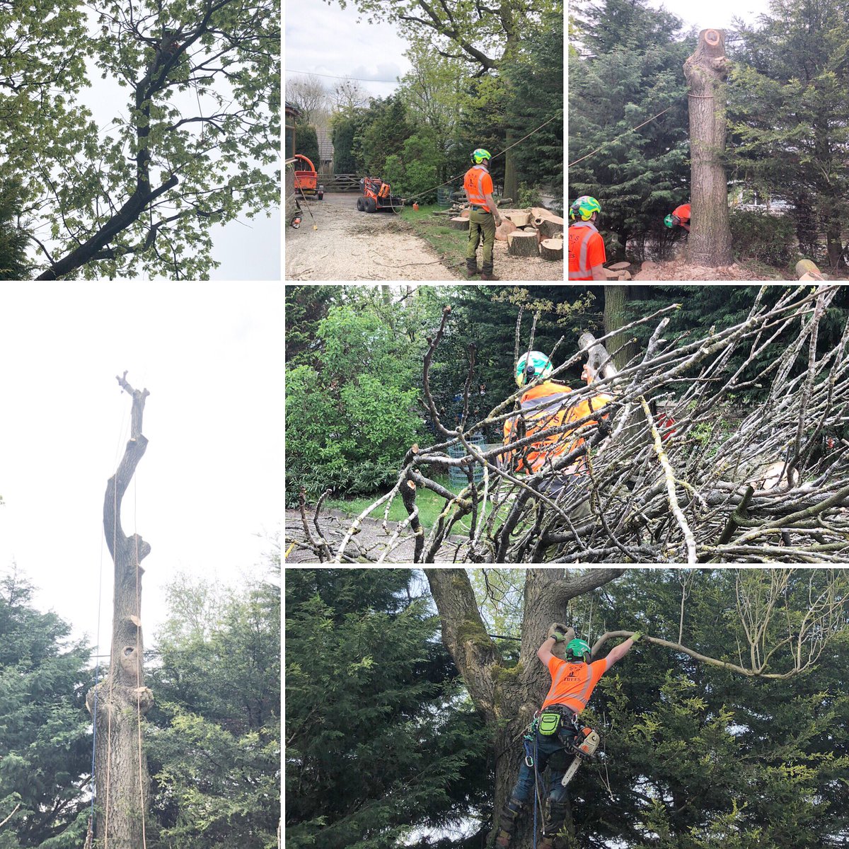 snstrees's tweet photo. Some photos from the last couple of days. Taking down a Ash tree reducing conifers and a reduction on a oak tree in Chinley. #snstrees #snstreesuk #brothersinarb #treelife #treework #arblife #treesurgeon #chinley #timberwolf #castloader #cast #workyquad https://t.co/uefQjyx6RJ