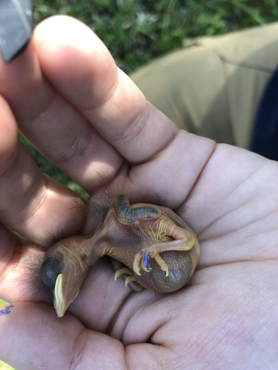 BugswithBekka's tweet photo. Baby bluebirds are styling with sparkly purple “tarsus” polish! @themaddiecology is using it to measuring growth rate.
#SpyingonSongBirds #VampireMaggots #OHIOinsects #fieldwork #bluebirds https://t.co/uo1dtKHdcg
