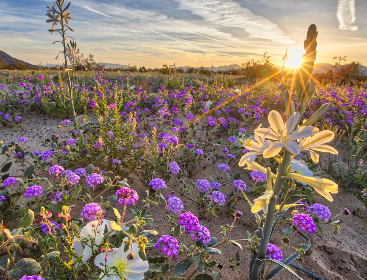 Short purple flowers and tall white flowers grow out of a flat sandy plain under a sunset sky.