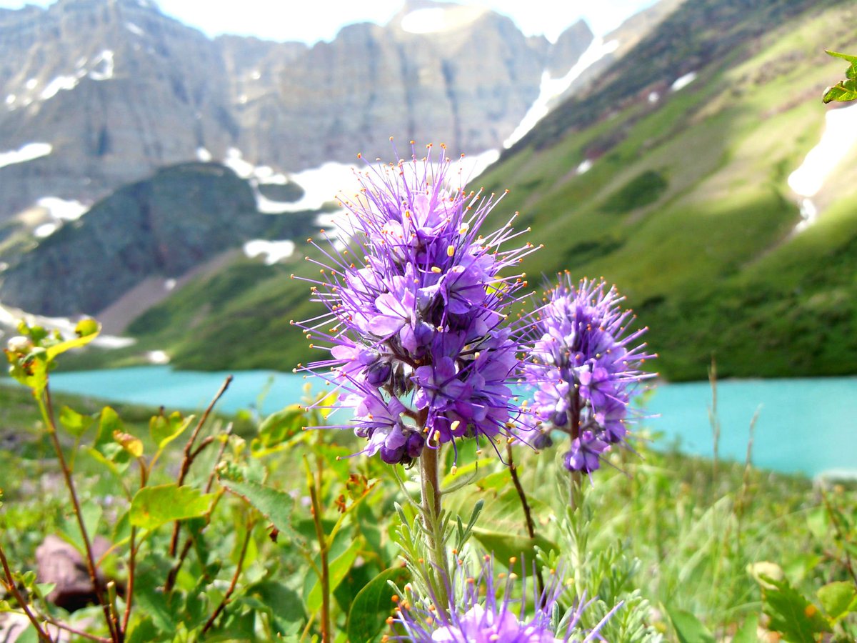 Two large purple flowers grow on a grassy hillside with a blue lake and green mountains behind them.