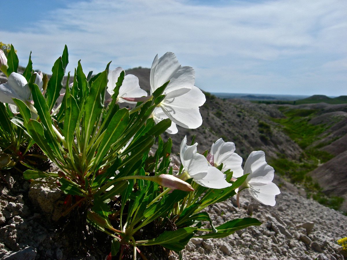 A bunch of white flowers grow out of a rocky hillside.