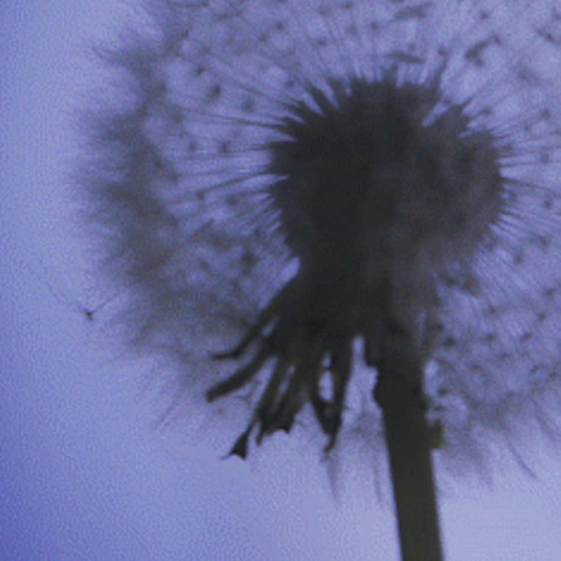 We never know quite what to expect from <a href="/upcomingLA/">The Art Department</a> this anonymous group of L.A. based artists, but we’re always blown away by their work. We anticipate nothing less from this piece, especially since it’s titled Dandelions. archivesandrecords.info/upcoming #dandelions #petaldrop #LA #art