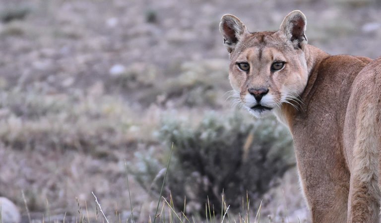 WildFuturesUS's tweet photo. Hunters and wildlife advocates take note. New research by Panthera's biologist Mark Elbroch confirms what other studies have found, that killing mountain lions to increase deer populations can be counterproductive and actually have the opposite results  ”https://t.co/QZ2LAmfypT https://t.co/LwGTJXuXdA