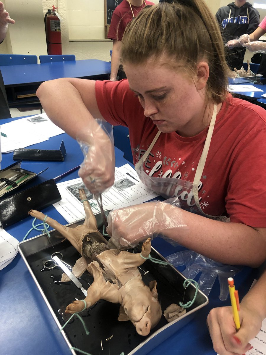 MceScience's tweet photo. A and P fetal pig dissection! #PantherNation https://t.co/HI9LXmlUkG