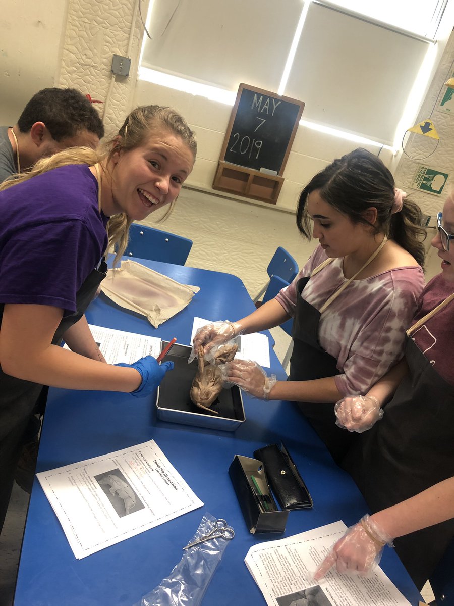 MceScience's tweet photo. A and P fetal pig dissection! #PantherNation https://t.co/HI9LXmlUkG