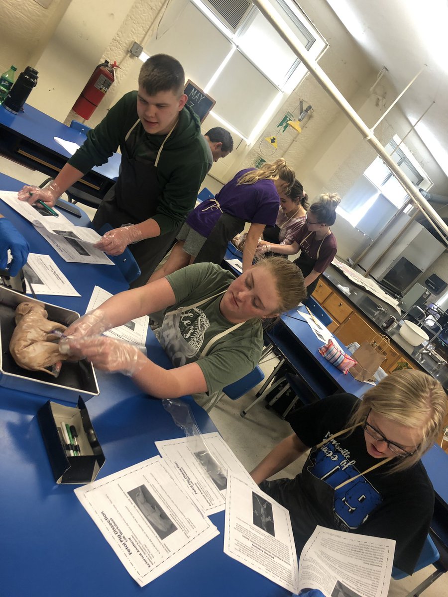MceScience's tweet photo. A and P fetal pig dissection! #PantherNation https://t.co/HI9LXmlUkG