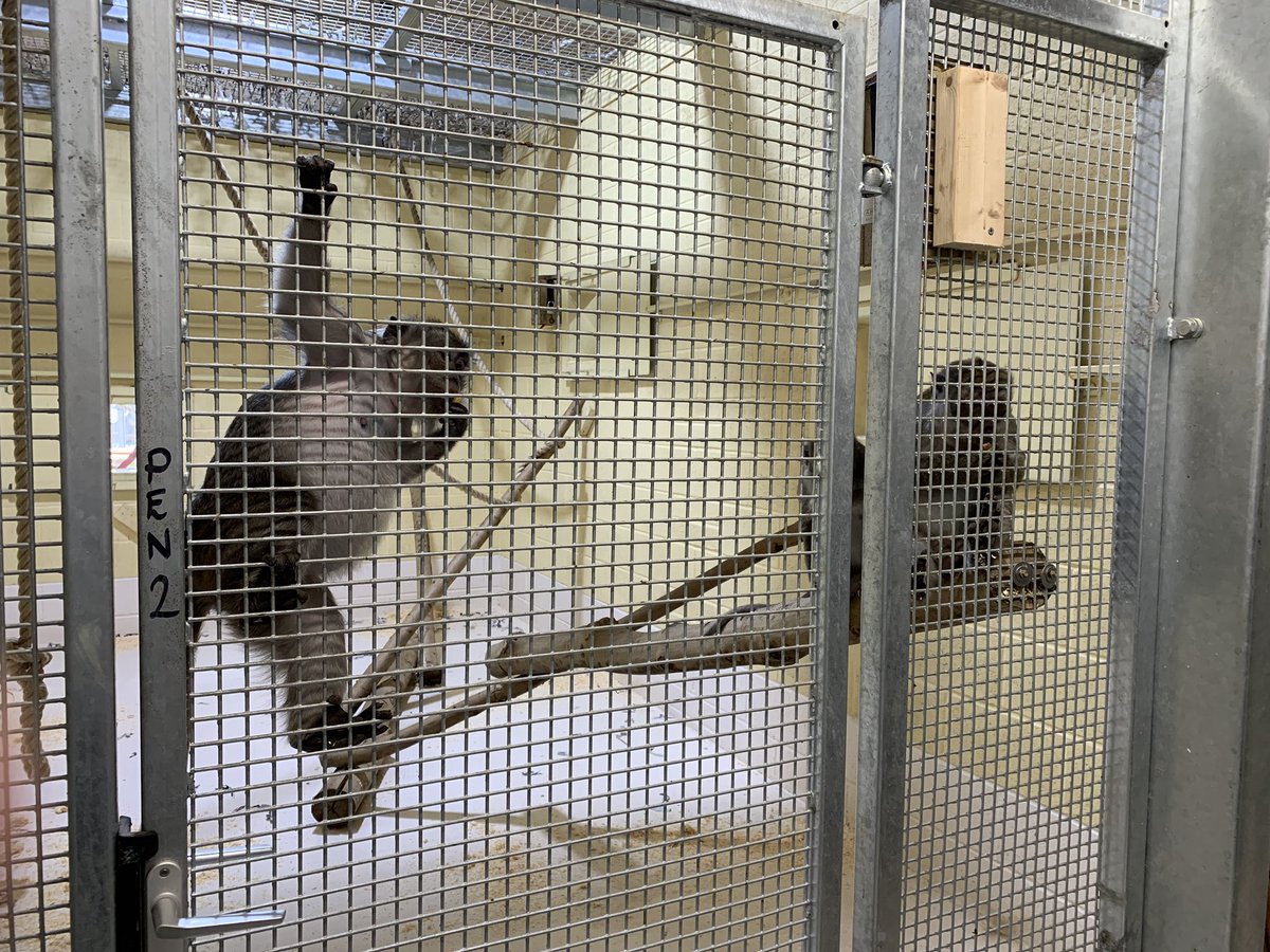 BreakSeventeen's tweet photo. Everyday at BREAK17 is different! After today’s marketing meeting in Southend we were given a guided tour around Sea Life Adventure. The aquatics are amazing and the new Wild section is looking great. We were even lucky enough to go behind the scenes and feed the Macaques. https://t.co/QQqZqYKeib