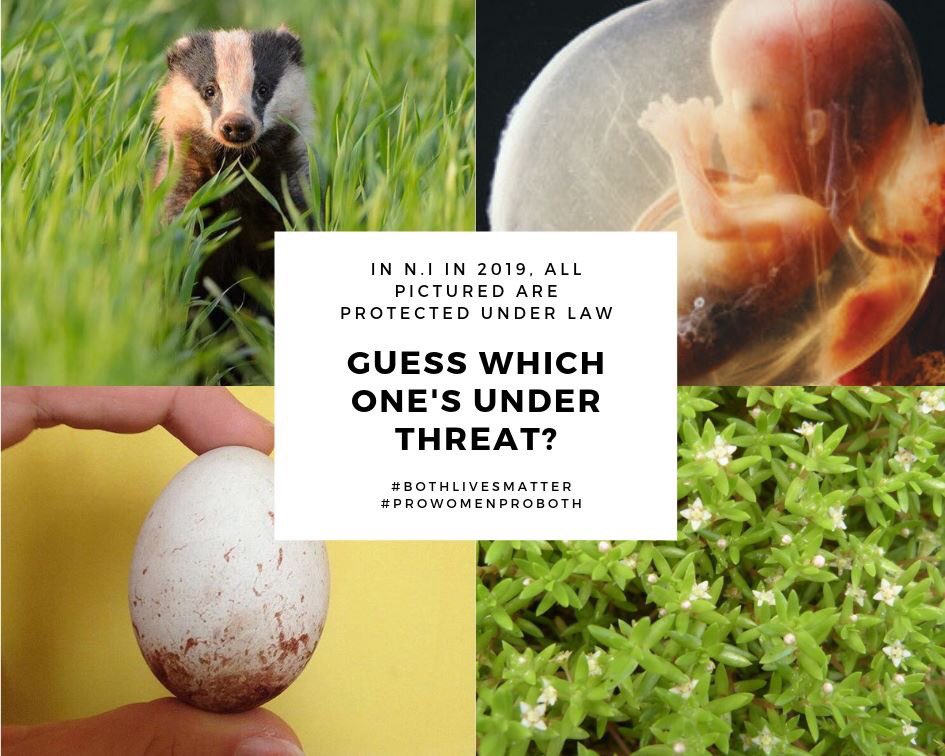 BothLives's tweet photo. Odd one out?

In this picture there are four living things, all protected by four different laws. 
But in 2019, and in the name of "progress", we are told that one no longer deserves to be protected. 

Which one? https://t.co/hrOh59X3xL