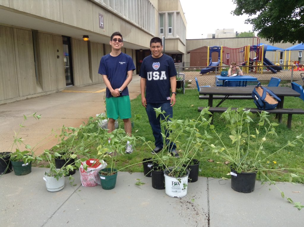 ACCSustainGo's tweet image. ACC sustainability students dug monarch from the largess of our monarch garden and sold to staff.  A great plant for bees.....Go green!  #APSGreen. @Margaretchungcc   @micah_pep