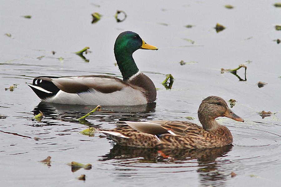 Ducks роли. 28 Дней утки. Фотография утки Файн. Mallard Rising, Ducks. Pair of Ducks.