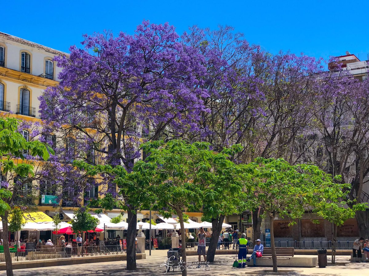 Los colores de #Málaga visten la Plaza de la Merced #verde y #morado #malagaconacento #vivemlg 
📸 <a href="/nanyfotografia/">Lechuza inquieta (Nany Lavado)</a>