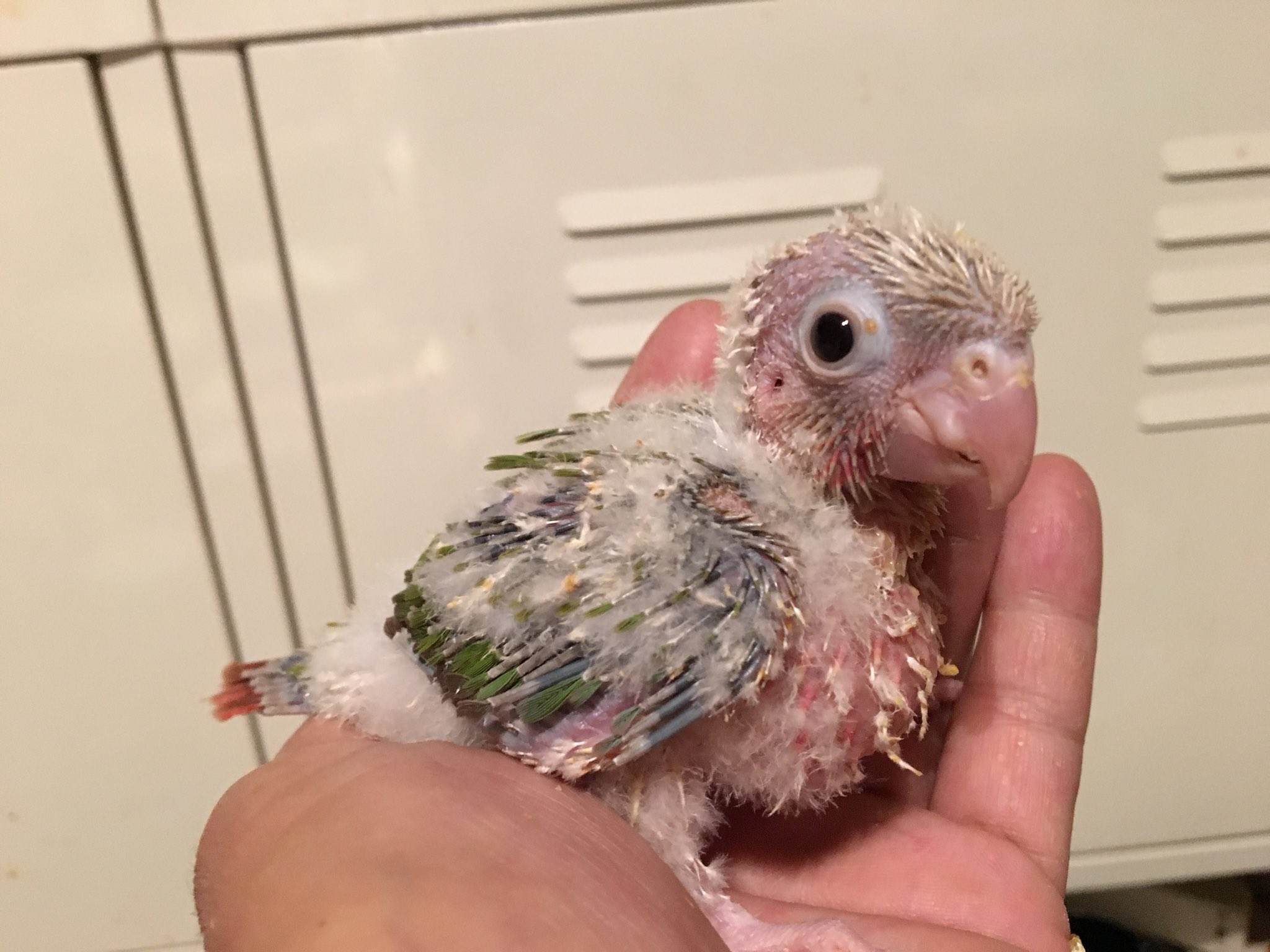 オキナインコパステルブルー Twitter Search Twitter