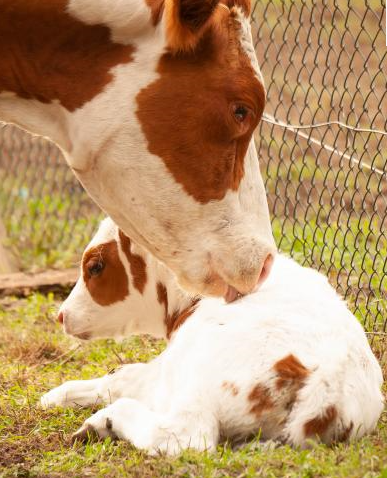 Did you know that #cows in late stages of pregnancy are being slaughtered?  As a result, the unborn calf no longer gets oxygen from the umbilical cord and suffocates in the womb. Yet other reason to ditch meat and adopt a #plantbased #lifestyle .
facebook.com/international.…