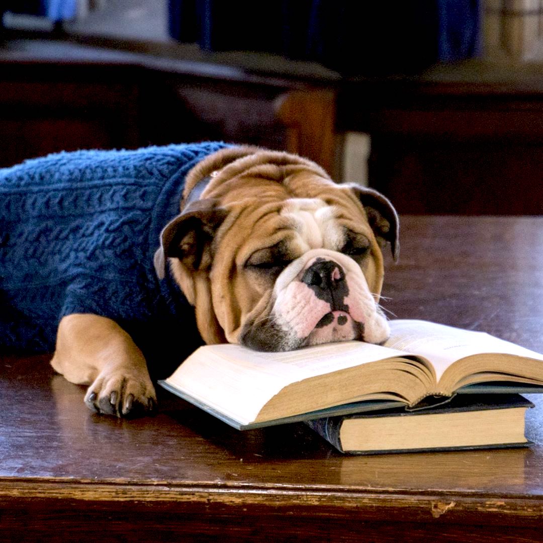 Today marks the end of final exams! Congrats on making it through!  🐶 💤 🤓 📚