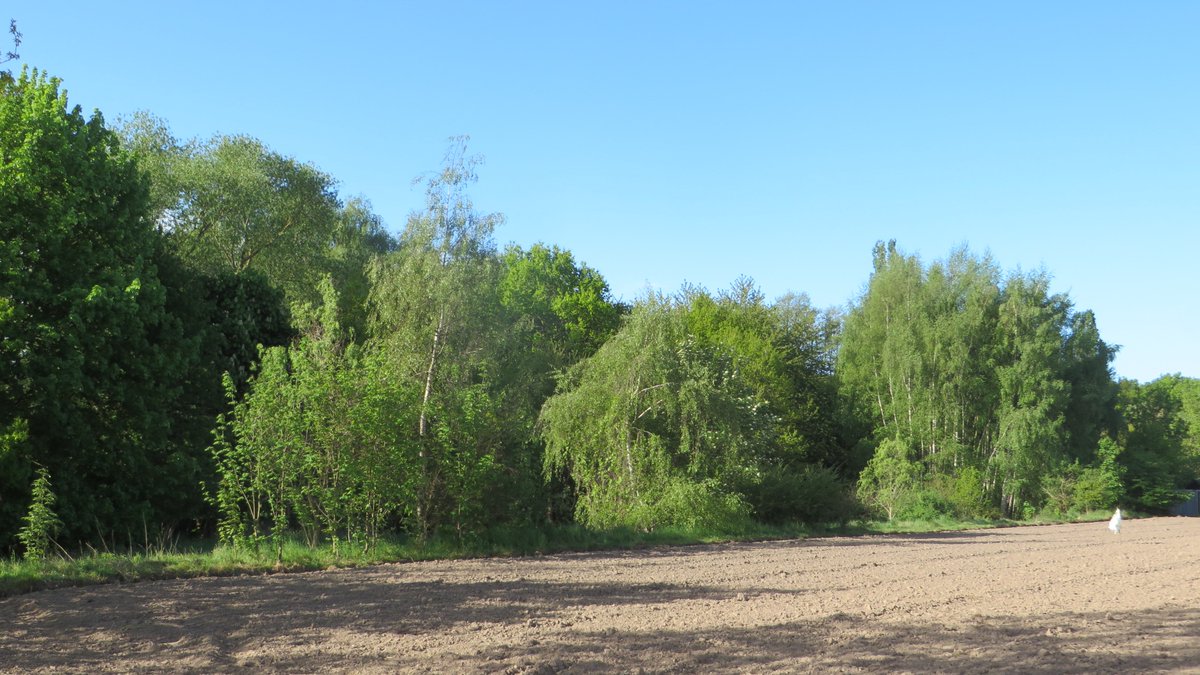 RaheAndreas's tweet photo. Gute Nachrichten!
Der Haupt-und Finanzausschuss der Stadt Löhne hat die Änderung des Flächennutzungplanes abgelehnt. Ein geplantes Logistikcenter der Firma Henke kann nicht gebaut werden. Der Wald ist gerettet. Ein deutliches Zeichen für Klimaschutz und gegen Artensterben. Danke! https://t.co/YaaciJBwU0
