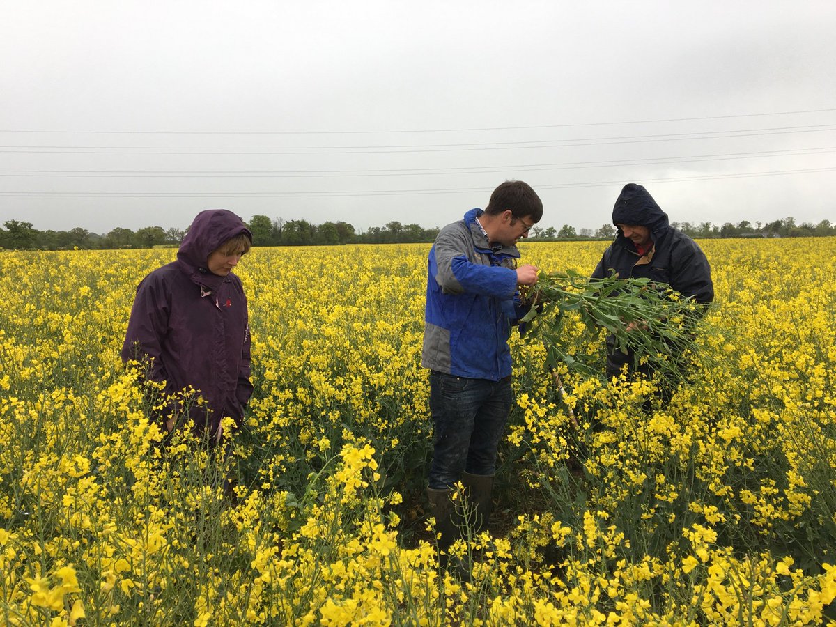 CatGray_'s tweet photo. Thanks to @FarmerLutey @sarahkendall10 @johnhaynes84 and @georgiemaywood for a great #iOSR meeting. It’s good to be back in the team! @SyngentaCropsUK https://t.co/2DXitcCPOy